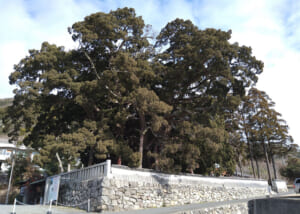 人々の協力で再生した、樹齢1600年以上の巨樹シンパク