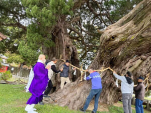 人々の協力で再生した、樹齢1600年以上の巨樹シンパク