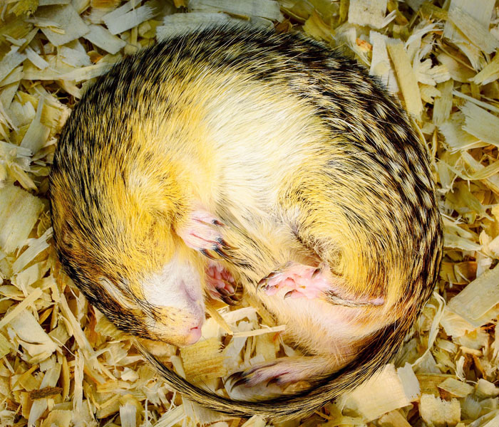 冬眠中のジリス、腸内細菌で筋肉減少を抑制